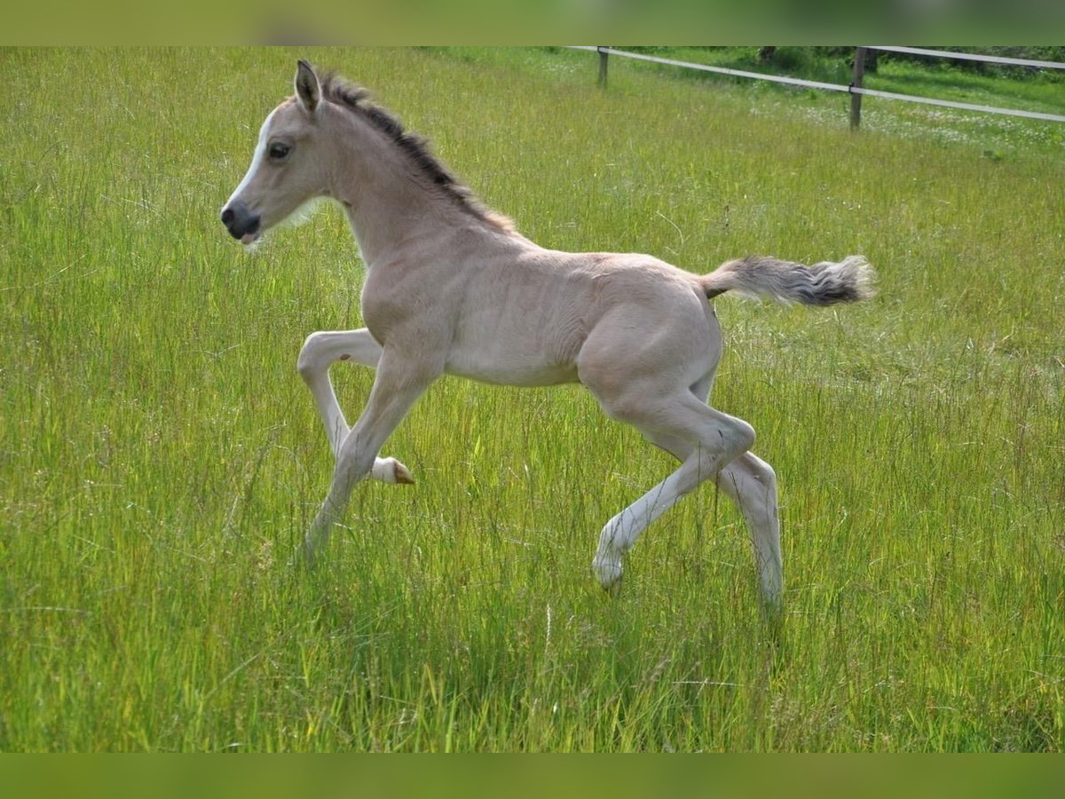 Deutsches Reitpony Stute  147 cm Buckskin in Beverungen