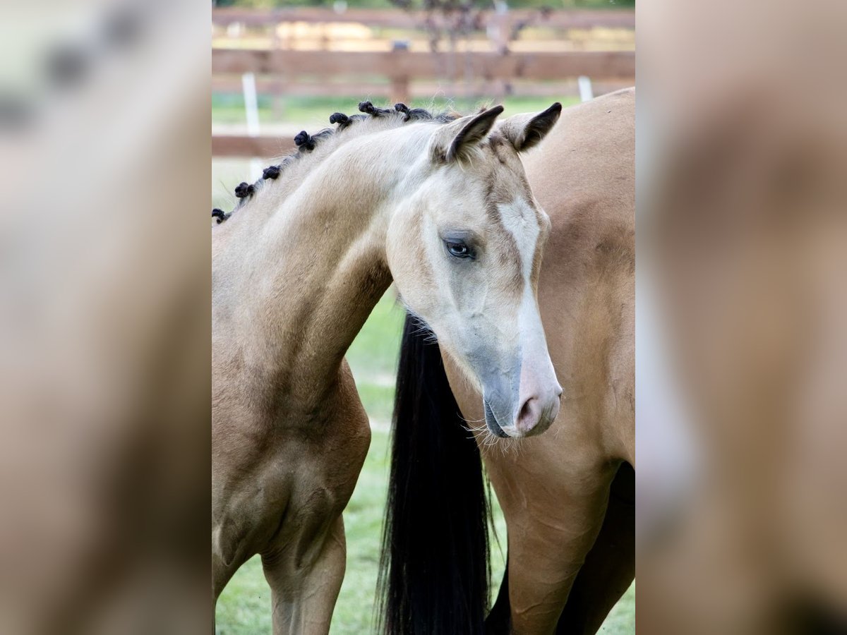 Deutsches Reitpony Stute Fohlen (03/2025) 147 cm Buckskin in W&#x105;sowo