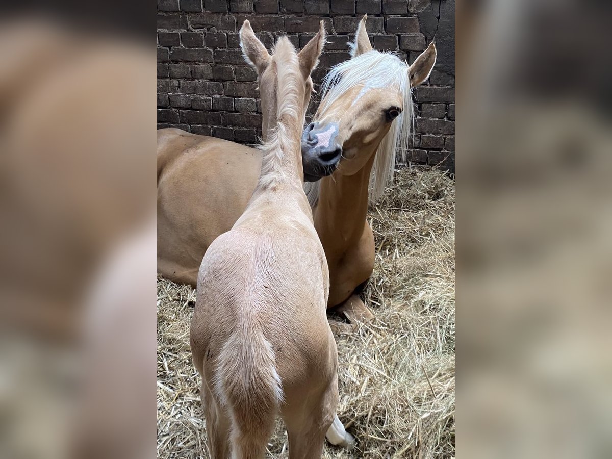 Deutsches Reitpony Stute  147 cm Palomino in Twist