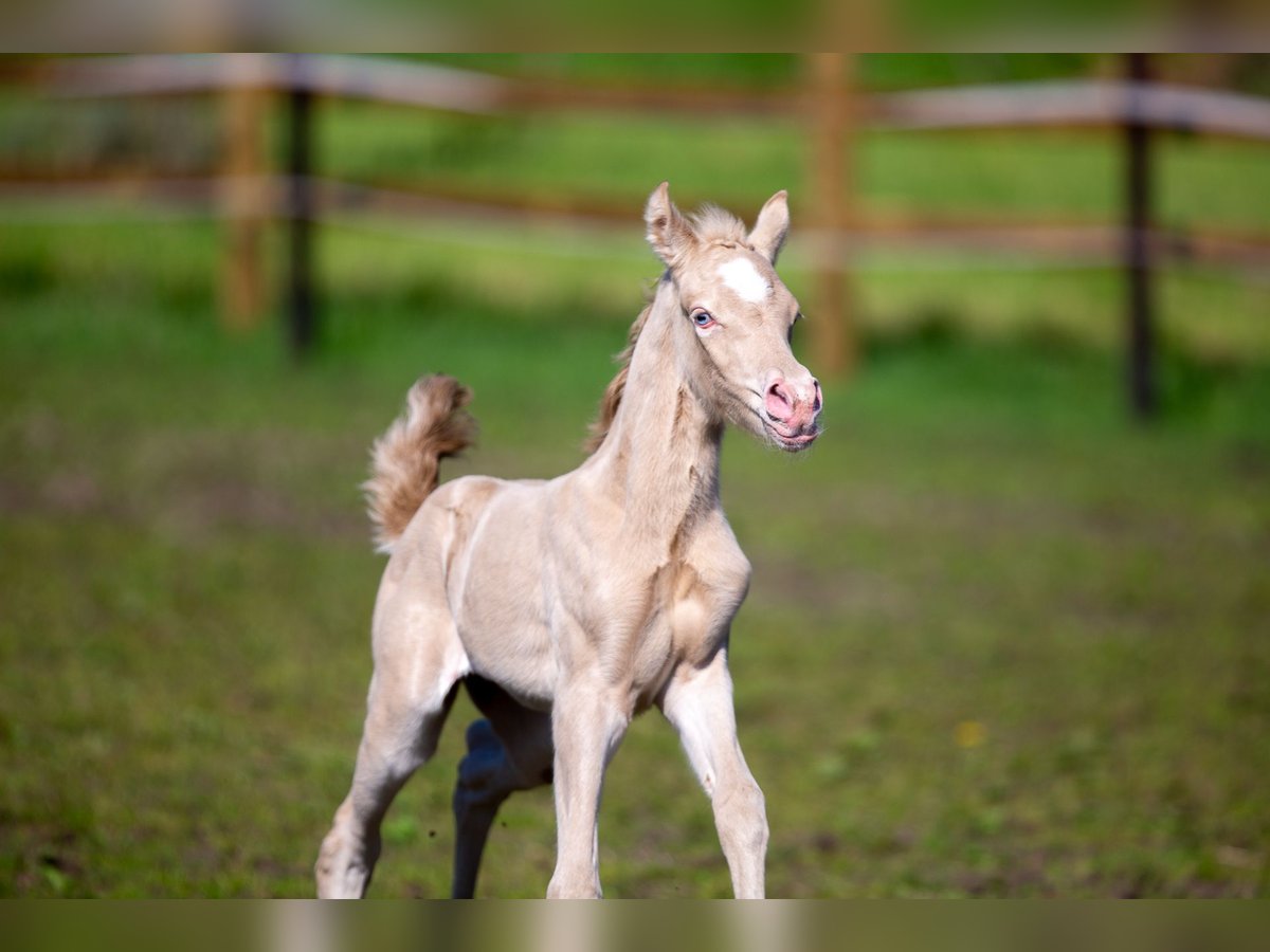 Deutsches Reitpony Stute  147 cm Perlino in Pelt