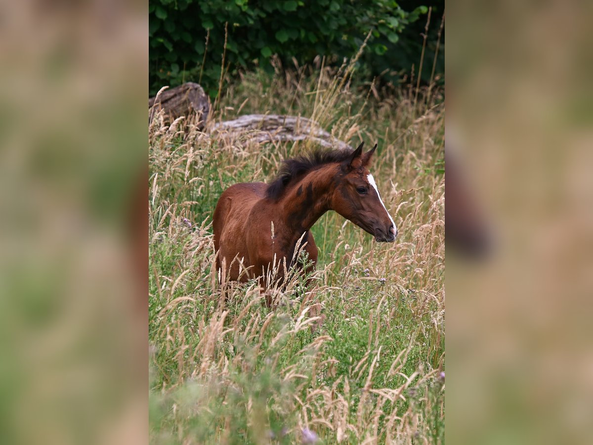 Deutsches Reitpony Stute  148 cm Brauner in Solingen