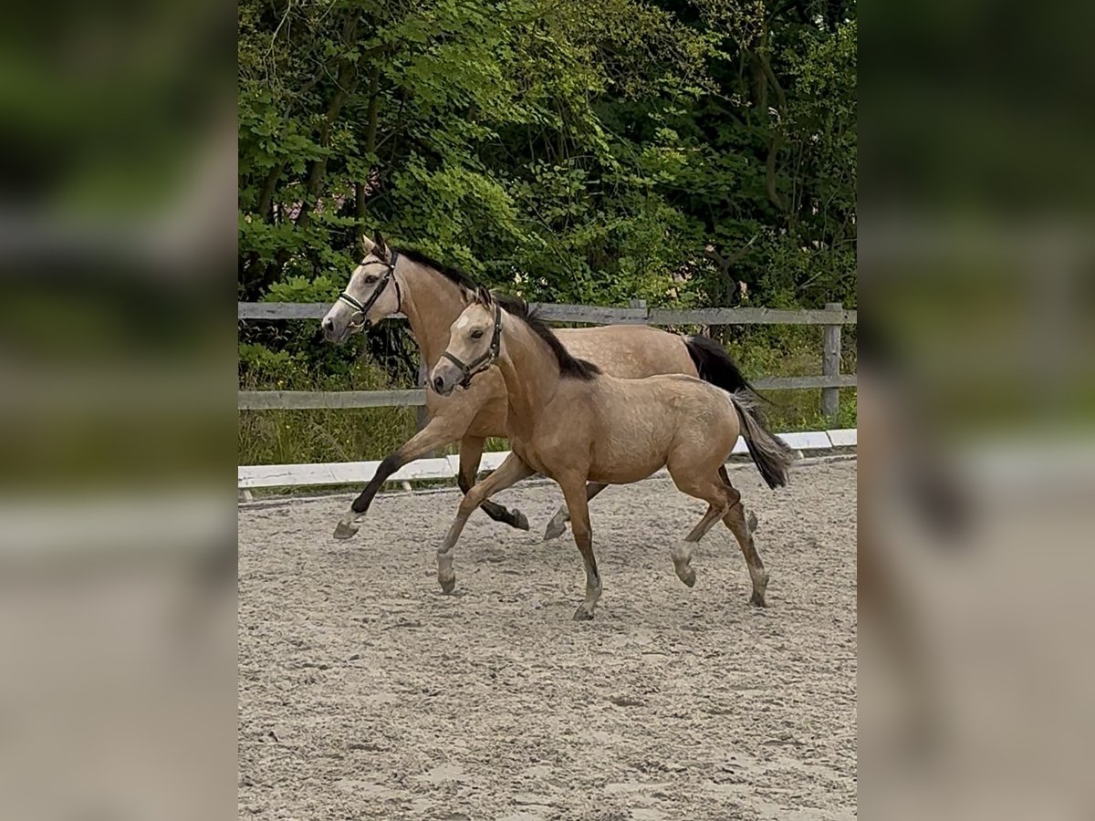 Deutsches Reitpony Stute Fohlen (03/2025) 148 cm Falbe in Wa&#x142;brzych