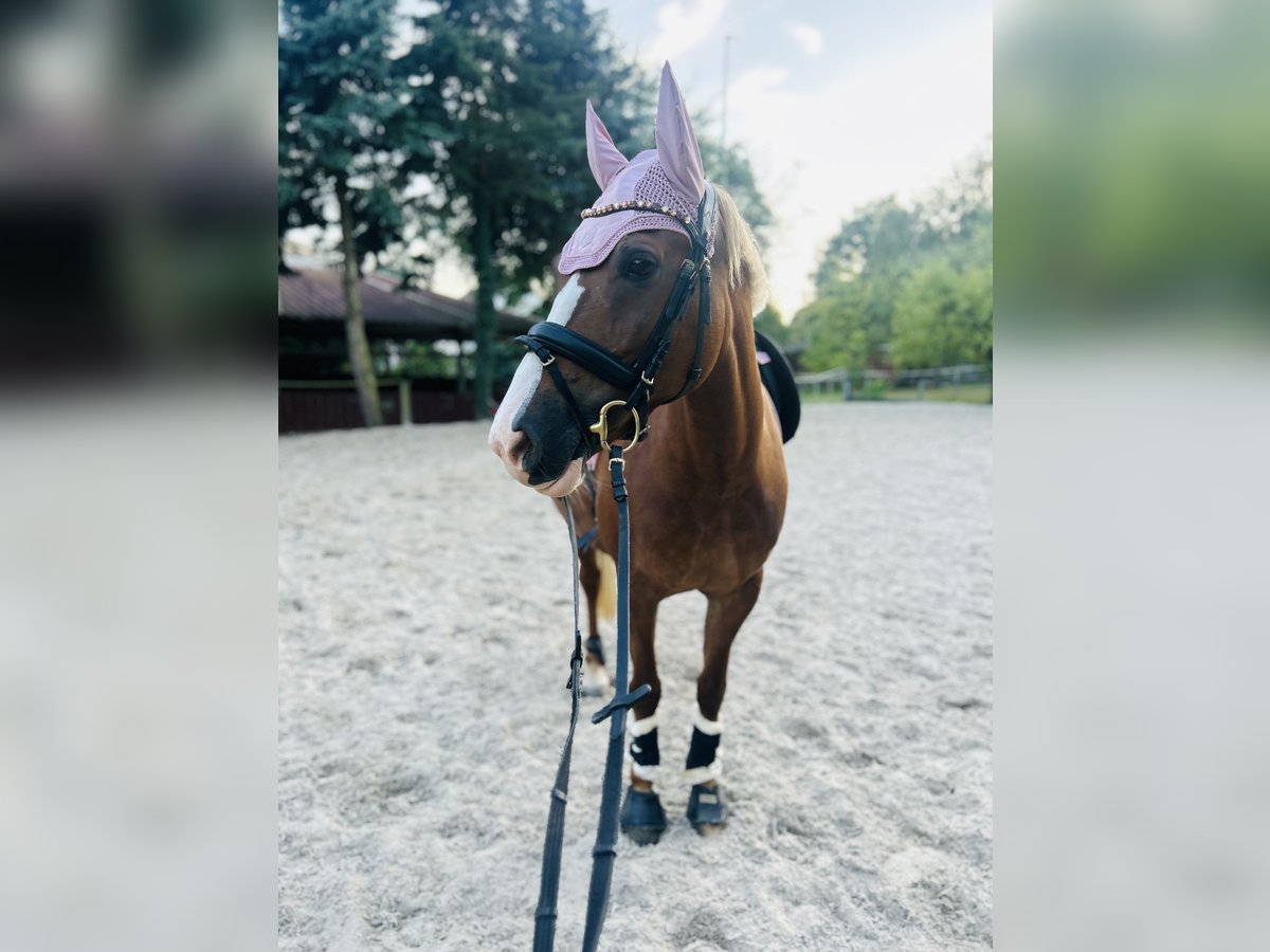 Deutsches Reitpony Stute Fohlen (01/2025) 148 cm Fuchs in Fr&#xF6;ndenberg