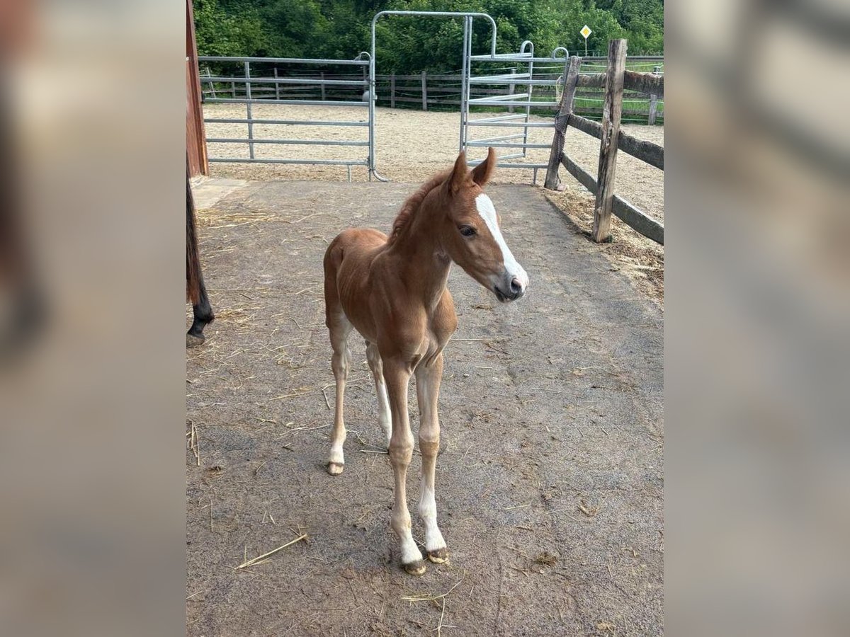 Deutsches Reitpony Stute  148 cm Fuchs in Sontra