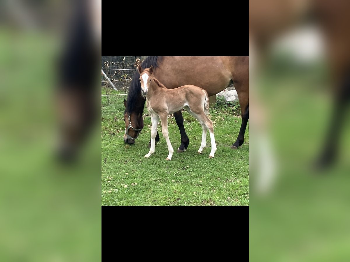 Deutsches Reitpony Stute  148 cm Fuchs in Dötlingen