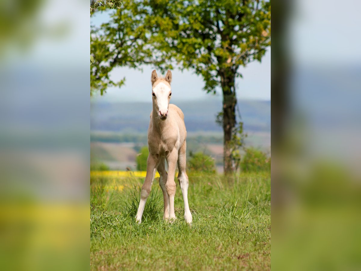 Deutsches Reitpony Stute  148 cm Palomino in Duchroth