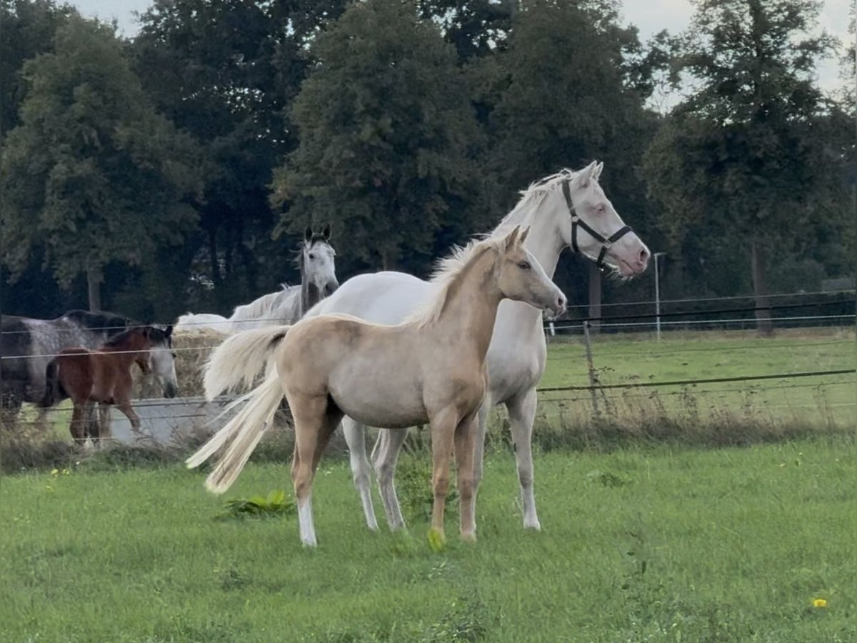 Deutsches Reitpony Stute Fohlen (03/2025) 148 cm Palomino in Langwedel