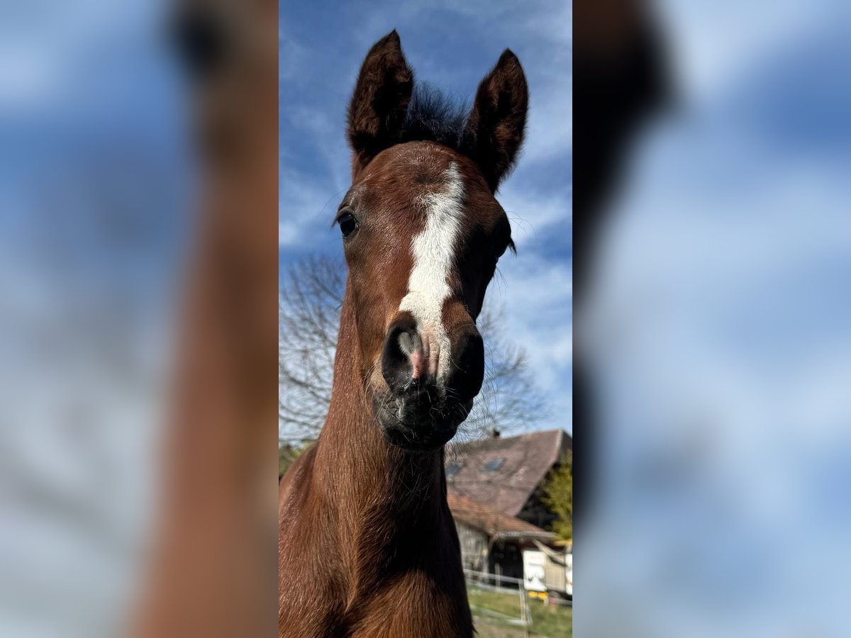 Deutsches Reitpony Stute  150 cm Brauner in Heiligenschwendi