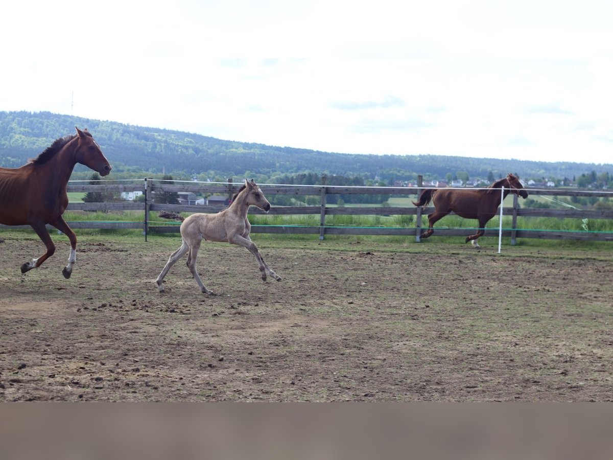 Deutsches Reitpony Stute  150 cm Buckskin in Zell