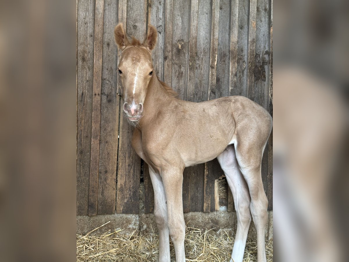 Deutsches Reitpony Stute  150 cm Palomino in Zell