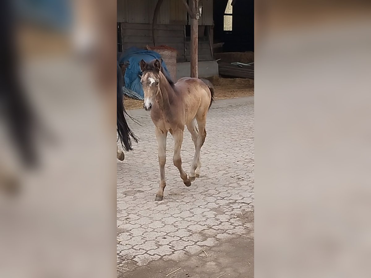 Deutsches Reitpony Stute  155 cm Buckskin in Plankstadt