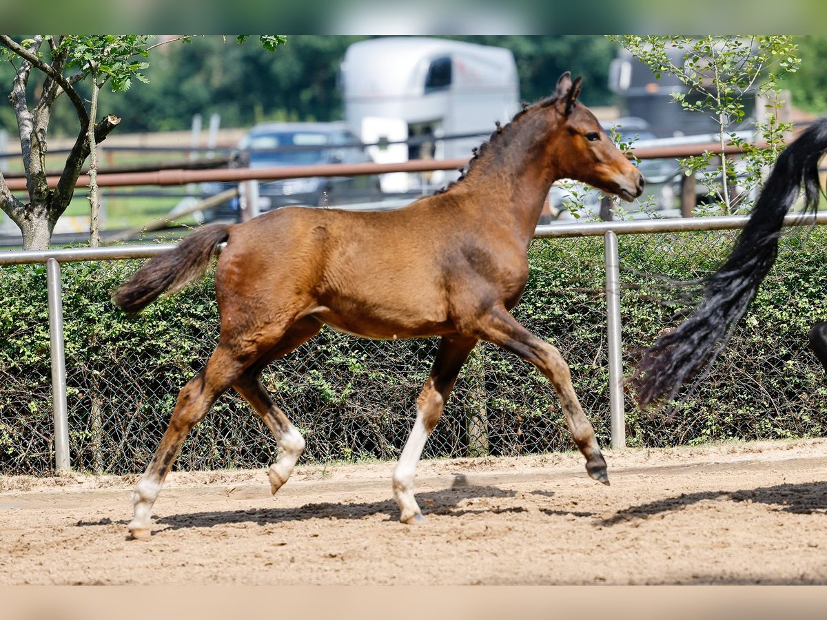 Deutsches Reitpony Stute Fohlen (04/2025) Brauner in Ganderkesee