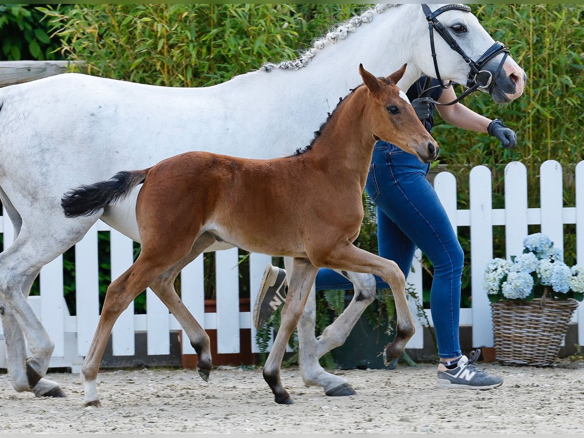 Deutsches Reitpony Stute  Brauner in Ganderkesee