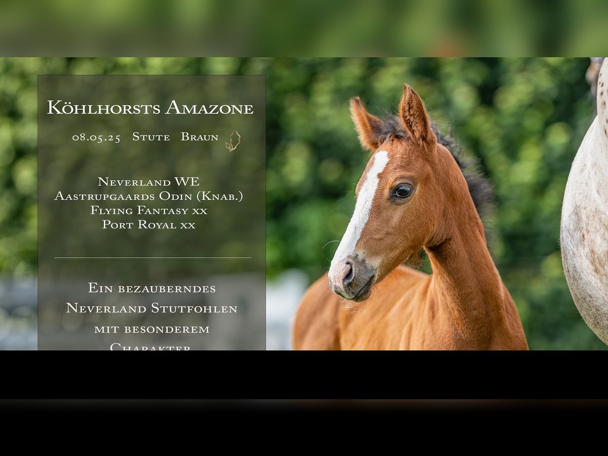 Deutsches Reitpony Stute  Brauner in Bad Zwischenahn