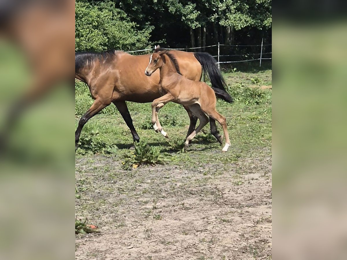 Deutsches Reitpony Stute  Brauner in Ostrhauderfehn