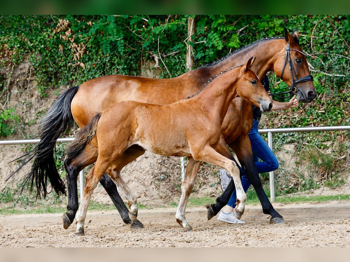 Deutsches Reitpony Stute Fohlen (04/2025) Brauner in Uplengen