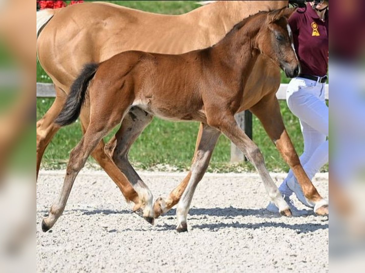 Deutsches Reitpony Stute Fohlen (05/2025) Brauner in Zangberg