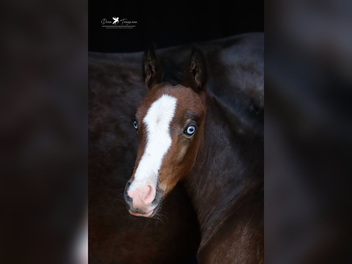 Deutsches Reitpony Stute  Brauner in Neuenkirchen-Vörden