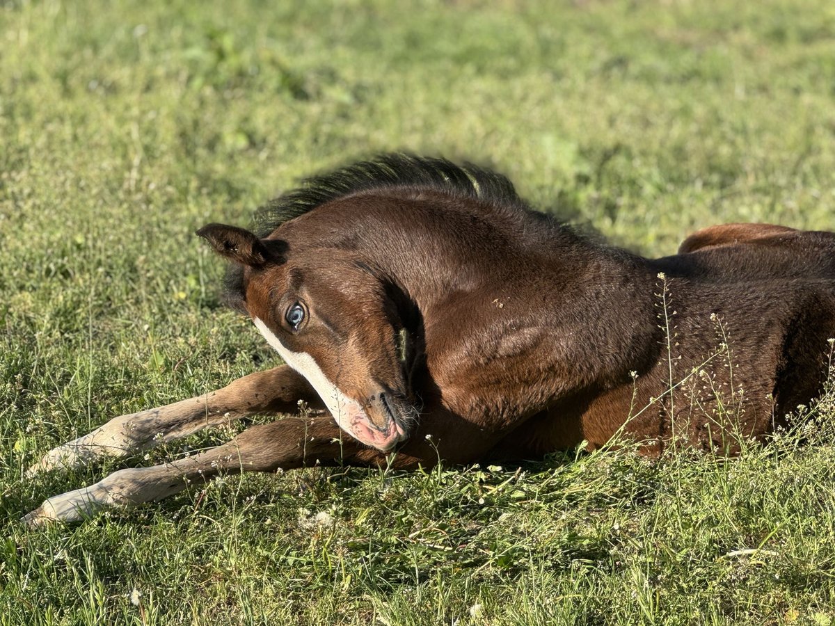 Deutsches Reitpony Stute  Brauner in Neuenkirchen-Vörden