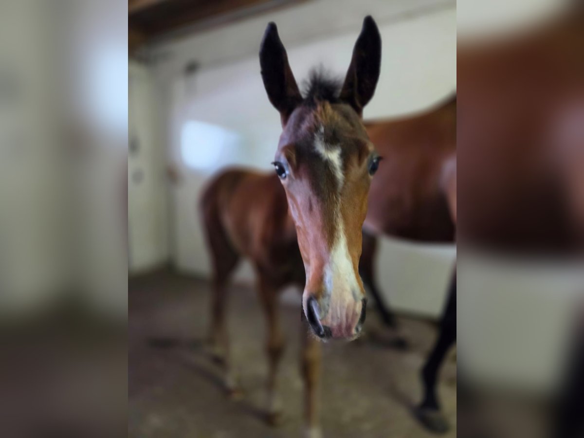 Deutsches Reitpony Stute  Brauner in Wettringen