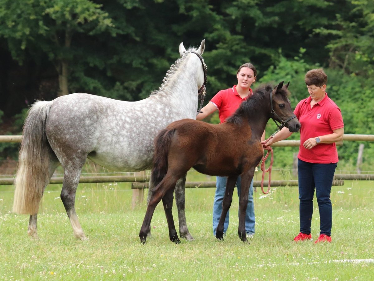 Deutsches Reitpony Stute Fohlen (02/2025) Braunfalbschimmel in Frankenberg (Eder)