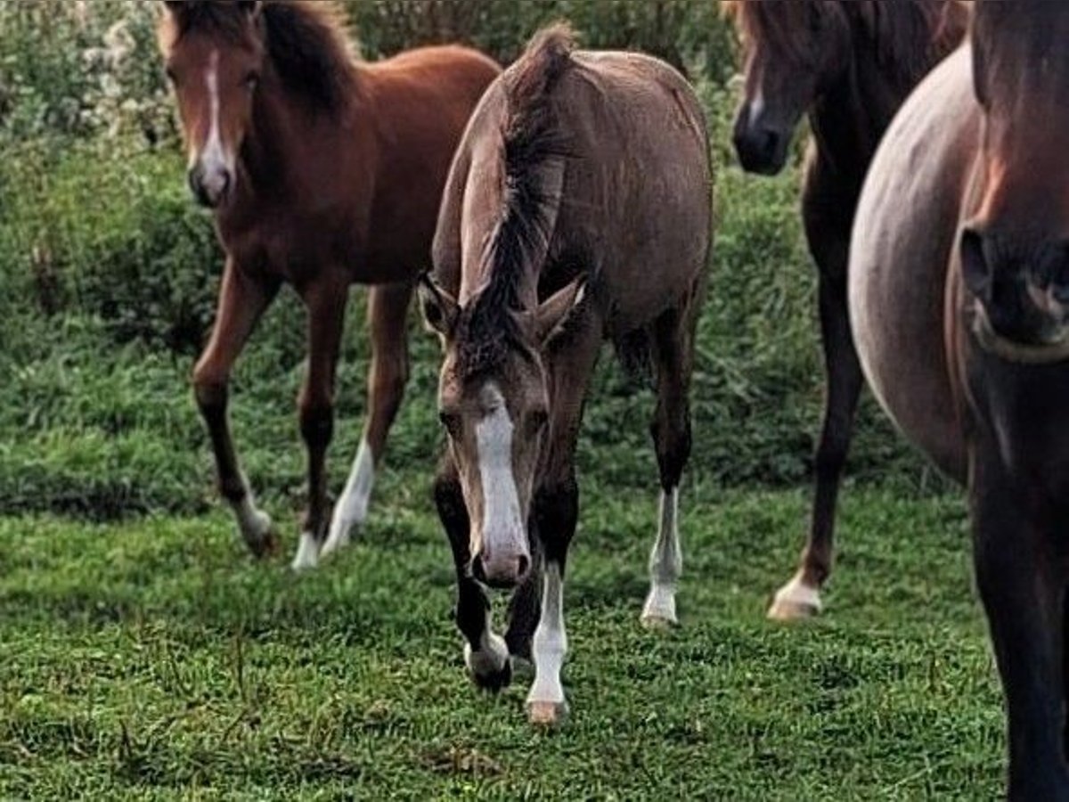 Deutsches Reitpony, Stute in Friesack