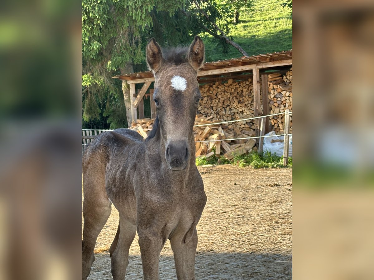 Deutsches Reitpony Stute Fohlen (05/2025) Buckskin in Renthendorf
