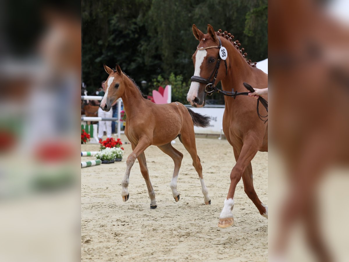 Deutsches Reitpony Stute  Buckskin in Xanten