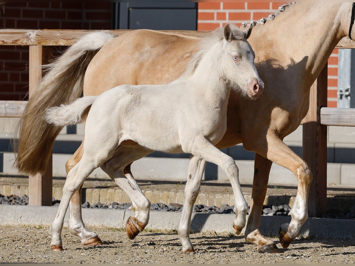 Deutsches Reitpony Stute  Cremello in Schwanewede