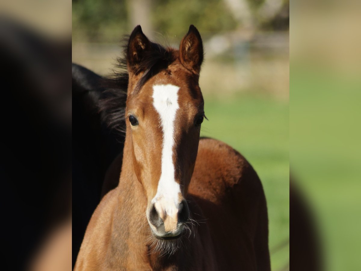 Deutsches Reitpony Stute Fohlen (04/2025) in Merzen