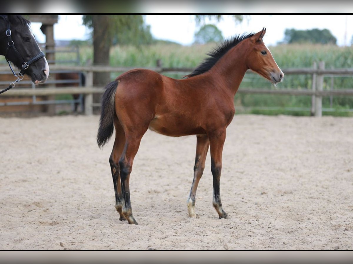 Deutsches Reitpony Stute Fohlen (04/2025) in Merzen