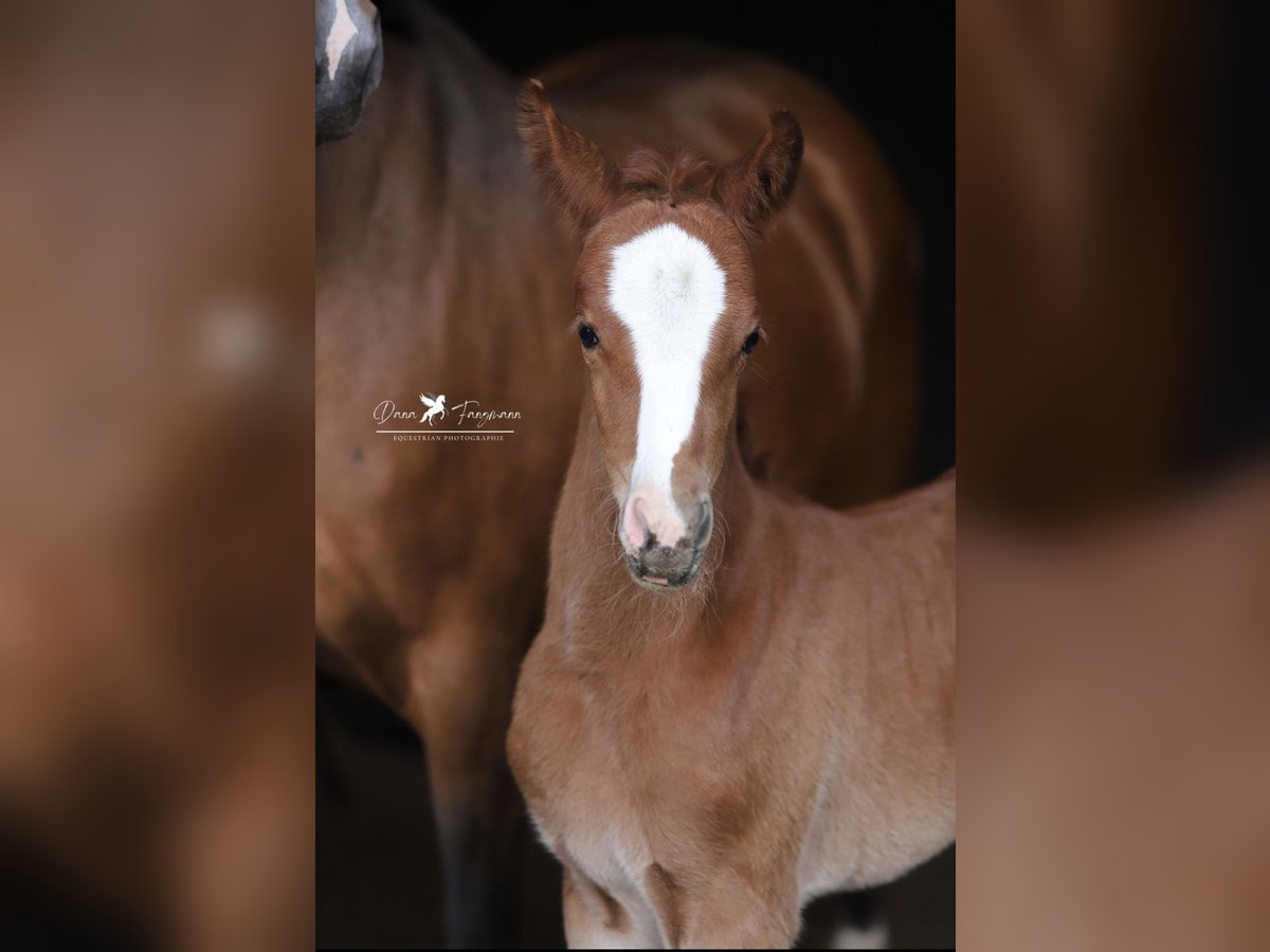 Deutsches Reitpony Stute  in Neuenkirchen-V&#xF6;rden
