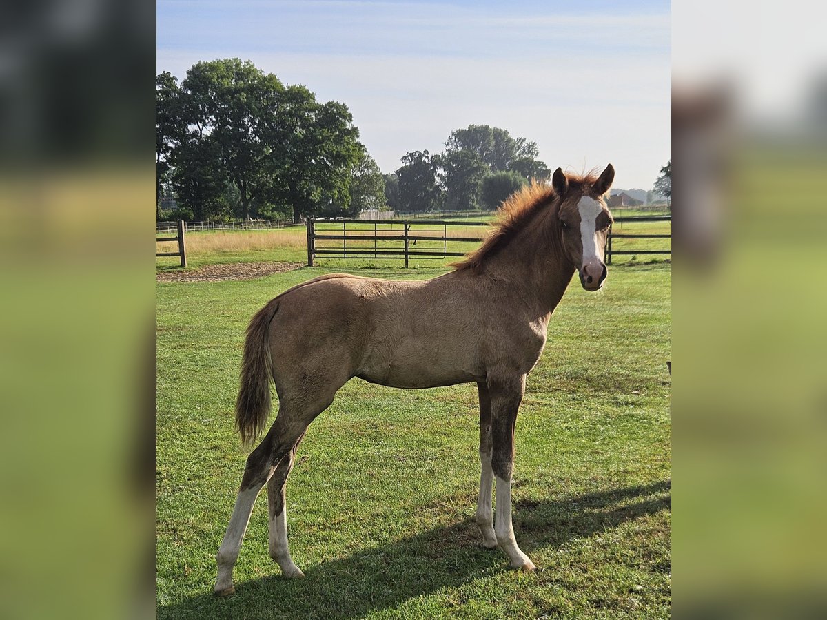 Deutsches Reitpony Stute Fohlen (04/2025) in Bruchhausen-Vilsen