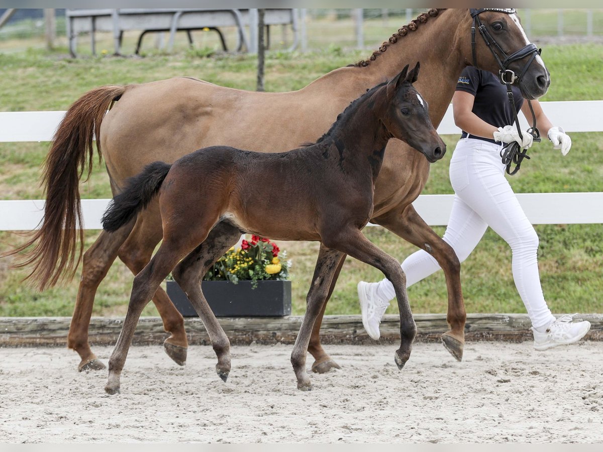 Deutsches Reitpony Stute Fohlen (06/2025) Dunkelbrauner in Gomadingen