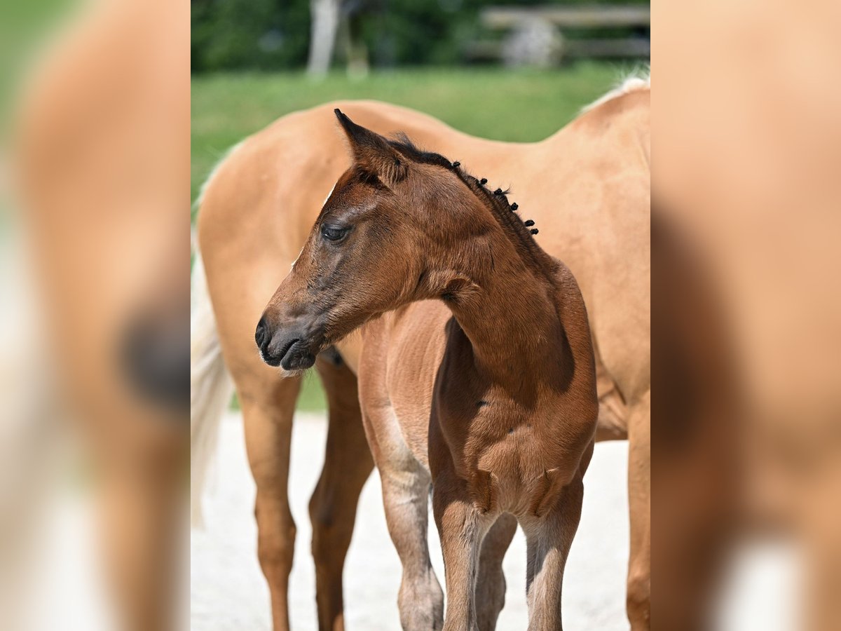 Deutsches Reitpony Stute Fohlen (05/2025) Dunkelbrauner in Zangberg