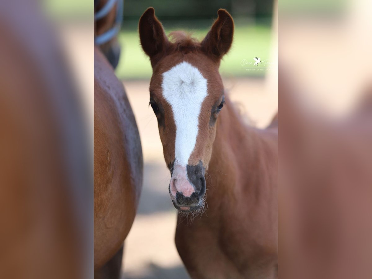 Deutsches Reitpony Stute  Dunkelfuchs in Neuenkirchen-V&#xF6;rden