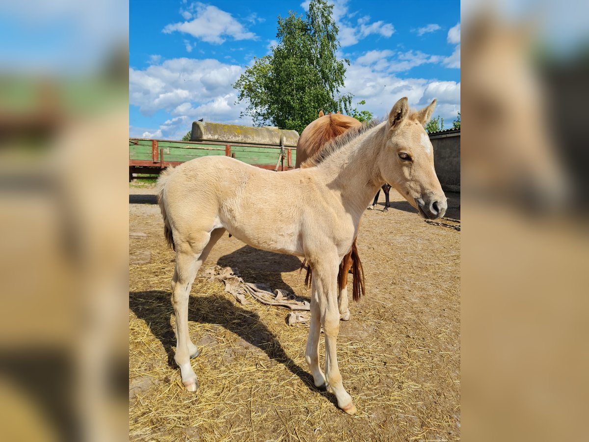 Deutsches Reitpony Stute  Falbe in Derental