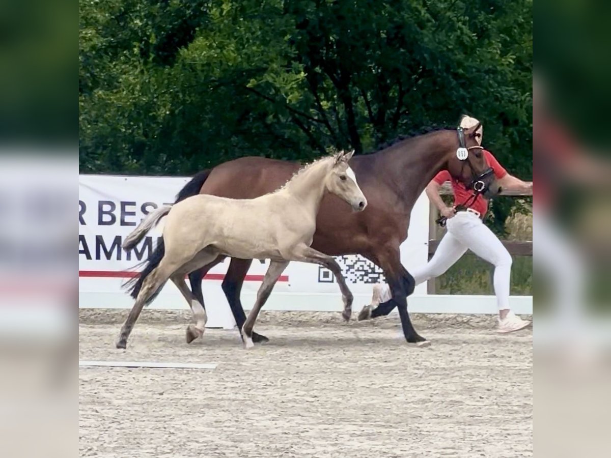 Deutsches Reitpony Stute  Falbe in WesterstedeWesterstede