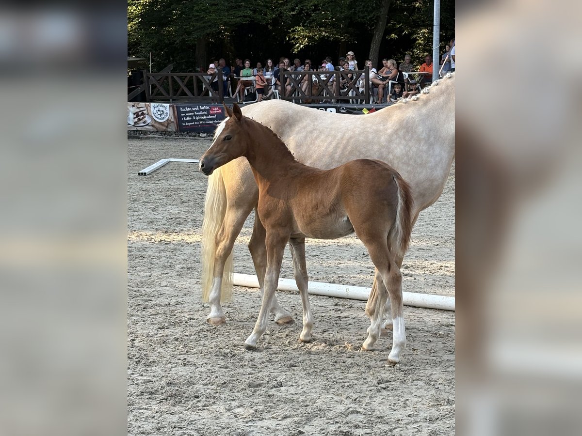Deutsches Reitpony Stute  Fuchs in Forchheim