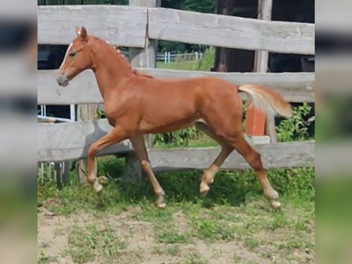 Deutsches Reitpony Stute Fohlen (03/2024) Fuchs in Ritterhude