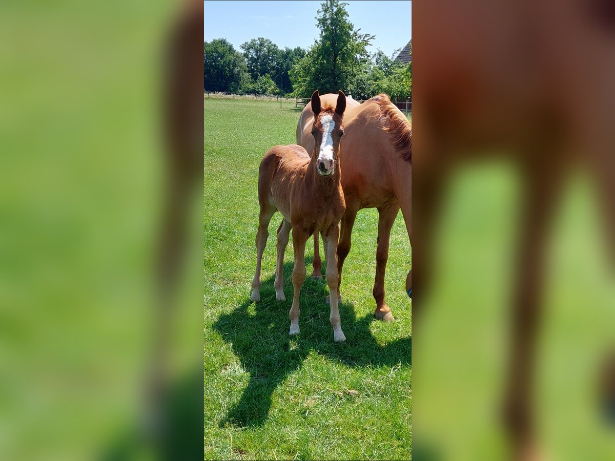 Deutsches Reitpony Stute  Fuchs in M&#xFC;nsterland