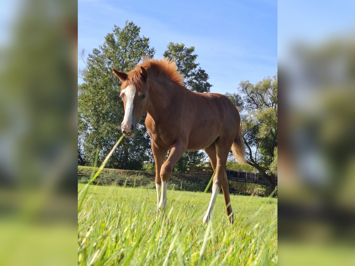 Deutsches Reitpony Stute Fohlen (04/2025) Fuchs in Marienfels