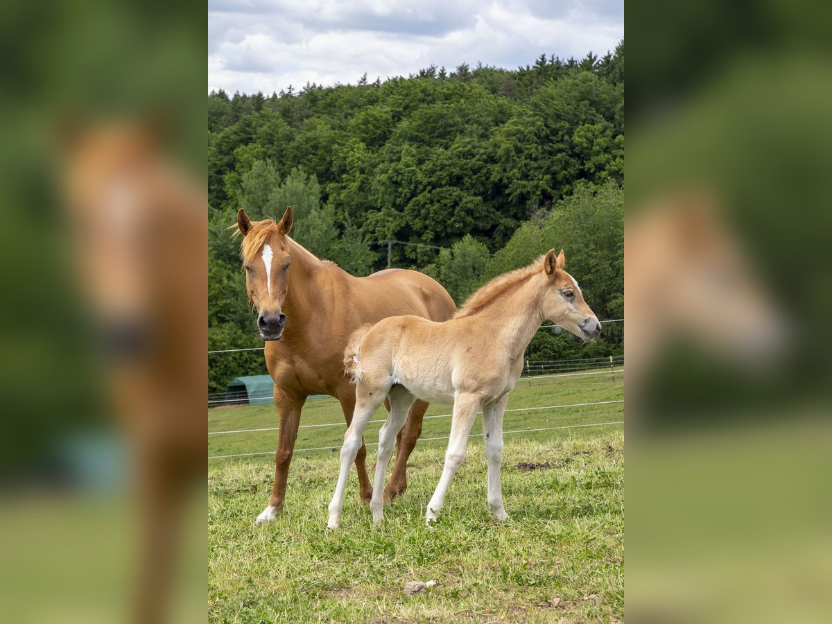 Deutsches Reitpony Mix Stute  Fuchs in W&#xF6;rth an der Donau