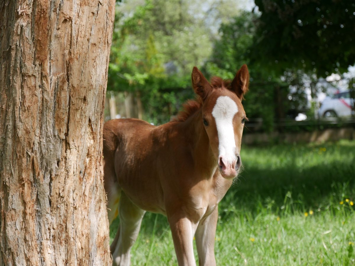 Deutsches Reitpony Stute  Fuchs in Leubsdorf