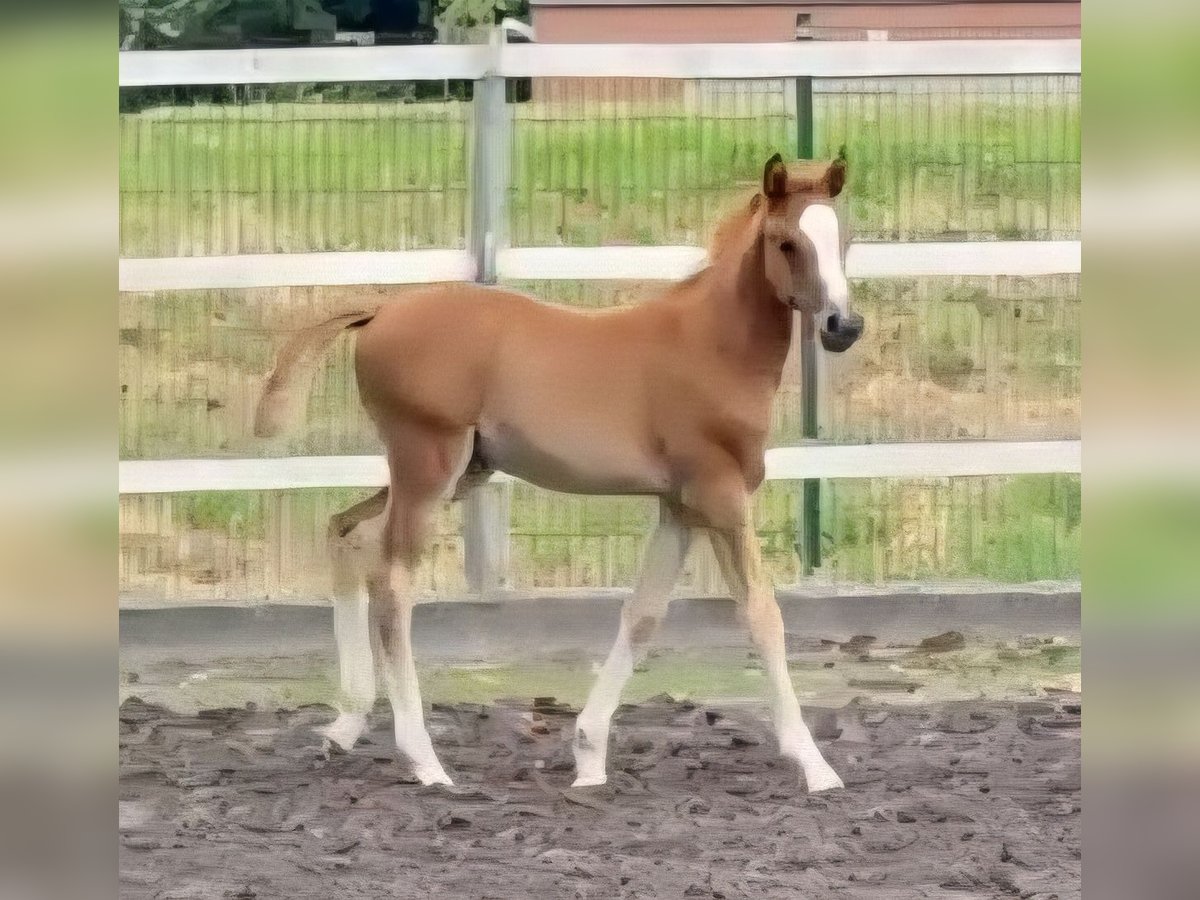 Deutsches Reitpony Stute Fohlen (05/2025) Fuchs in Viersen