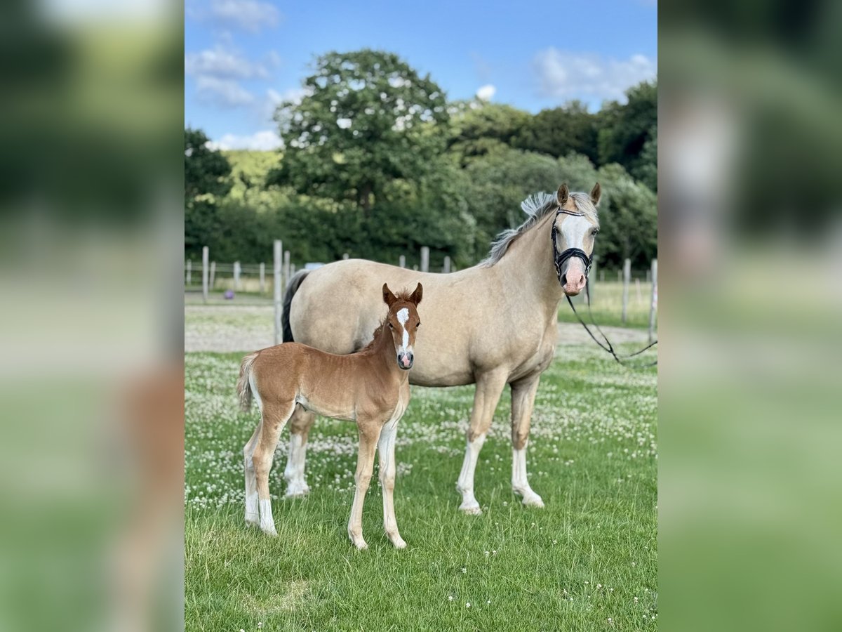 Deutsches Reitpony Stute  Fuchs in D&#xF6;tlingen
