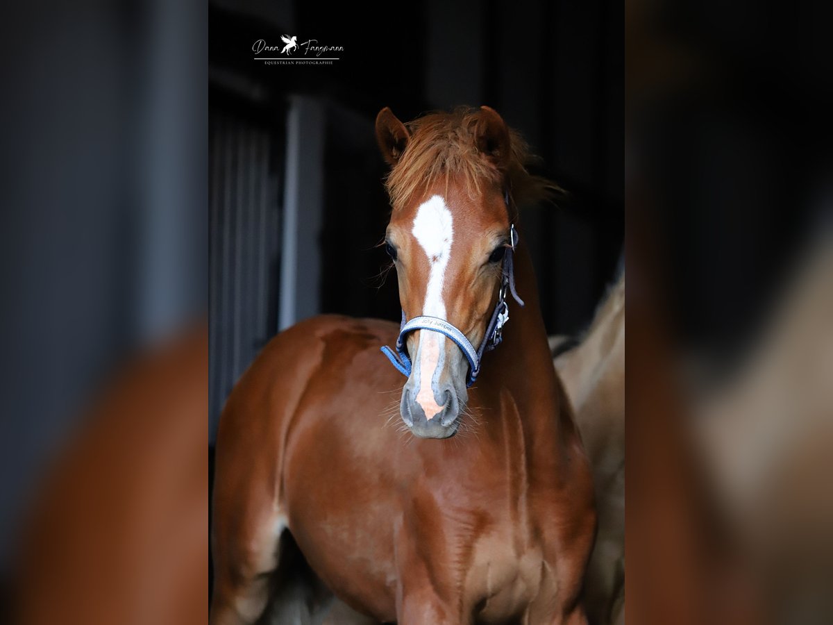 Deutsches Reitpony Stute Fohlen (02/2024) Fuchs in Neuenkirchen-Vörden