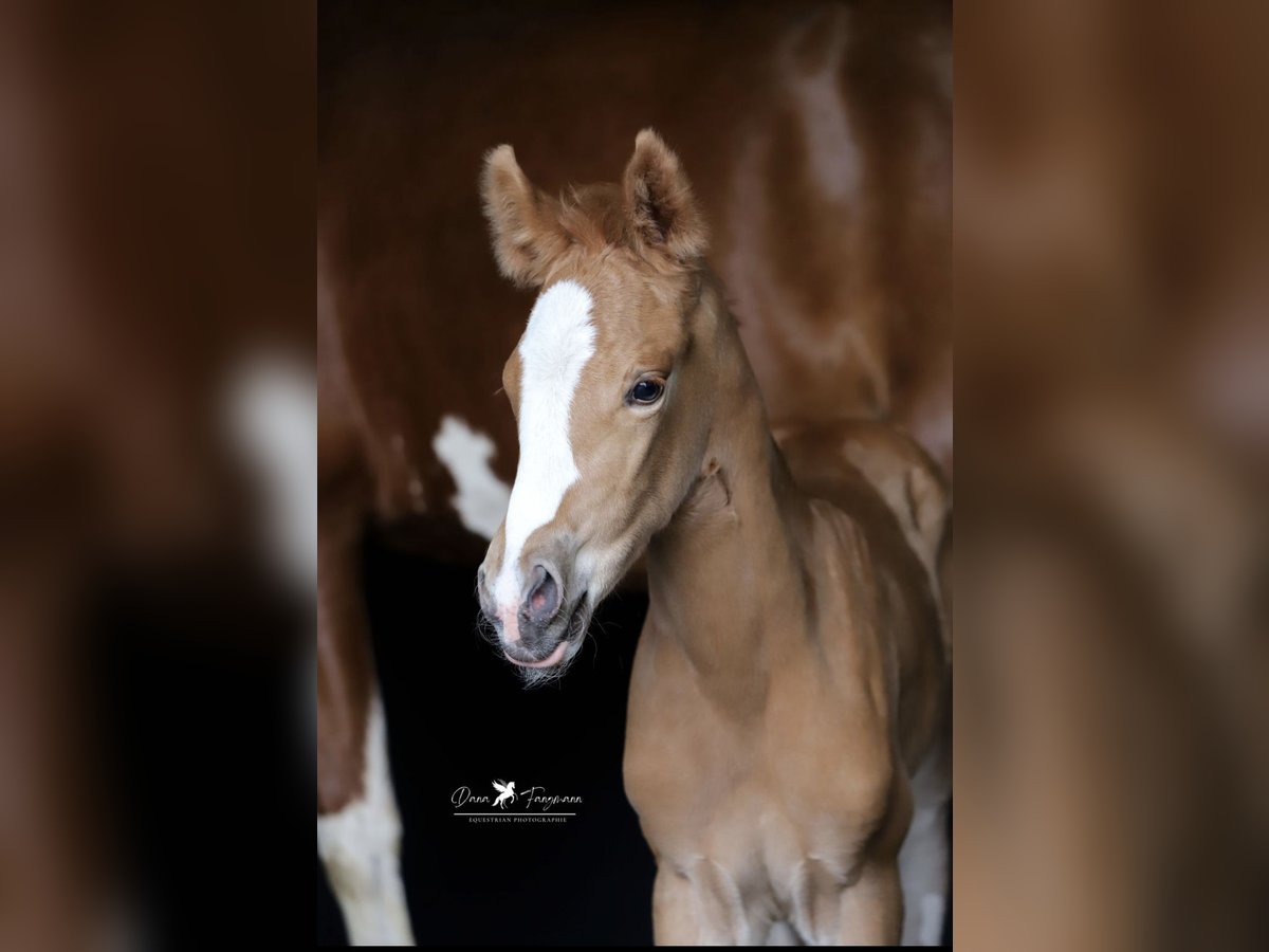 Deutsches Reitpony Stute  Fuchs in Neuenkirchen-V&#xF6;rden