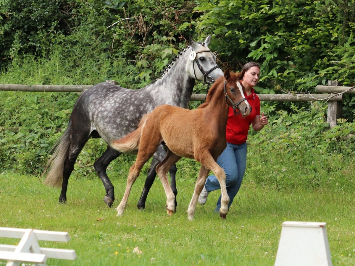 Deutsches Reitpony Stute Fohlen (03/2025) Fuchs in Frankenberg (Eder)