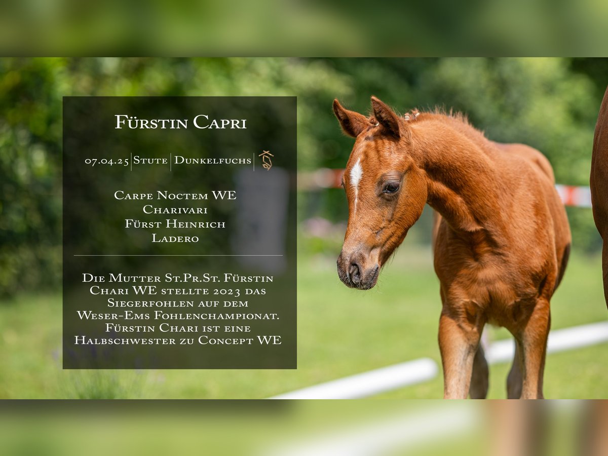 Deutsches Reitpony Stute  Fuchs in Vechta
